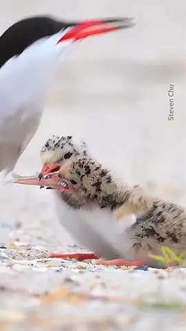 Beautiful bird #aniaml #fypシ #amazing #animallover #mustwatch 