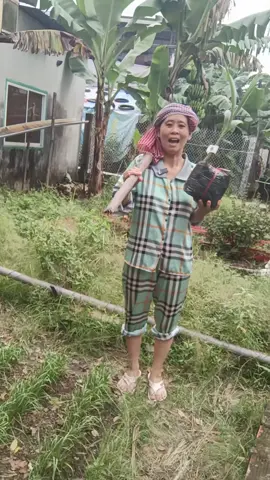 mua dừa lùn tại đây 