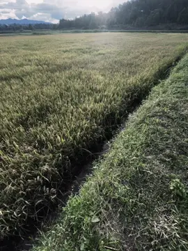 “爱情就像天空，有晴天，也有雨天。爱情也是如此，如果我们互相让步，就能熬过雨天，也能接受晴天的相守。” Tình yêu giống như bầu trời. Bầu trời có ngày nắng và ngày mưa. Tình yêu cũng giống như vậy nếu chúng ta nhường nhịn nhau, chúng ta sẽ vượt qua những ngày mưa và chấp nhận ở bên nhau vào những ngày nắng.