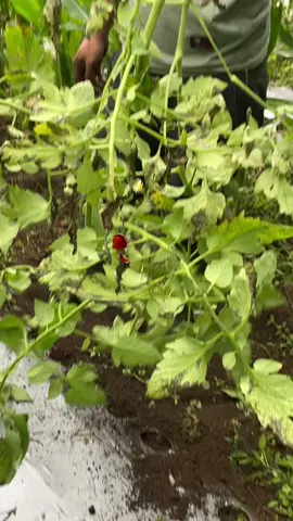 #petaniindonesia🇮🇩🇮🇩🇮🇩🌿🌿 #petanitomat #petanimuda 