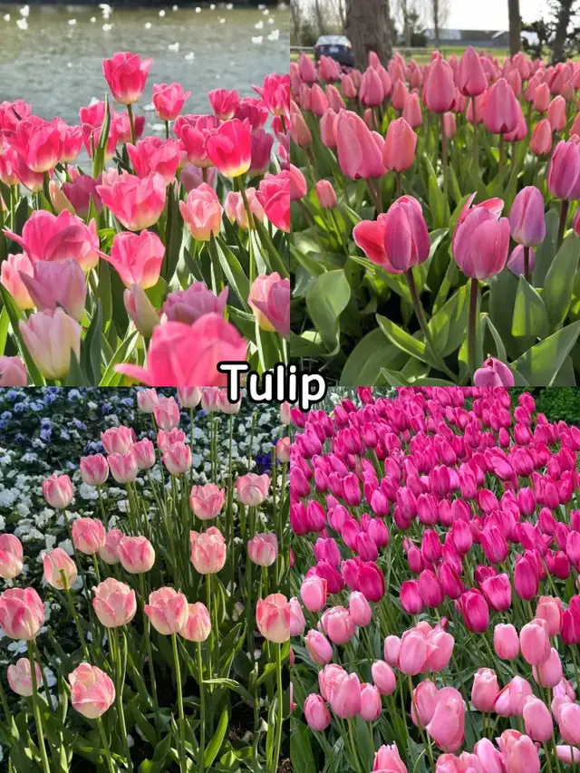 #flowers #flower #tulip #rose #jasmine 