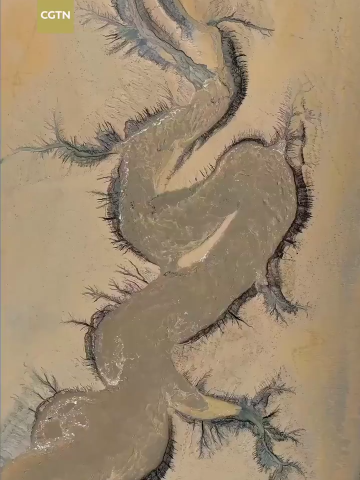 After the Qiantang River recedes, a stunning “tree” landscape appears. From above, the “tree” shows clear veins and resembles a giant #dragon “swimming” on the ground. #ChinaSeen