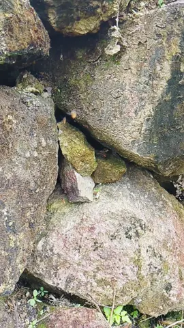 lari dari sengatan lebah 🐝 Ternyata  bukan jalan terbaik juga.#fypシ゚ #viral #viralvideo #trending #tiktok 