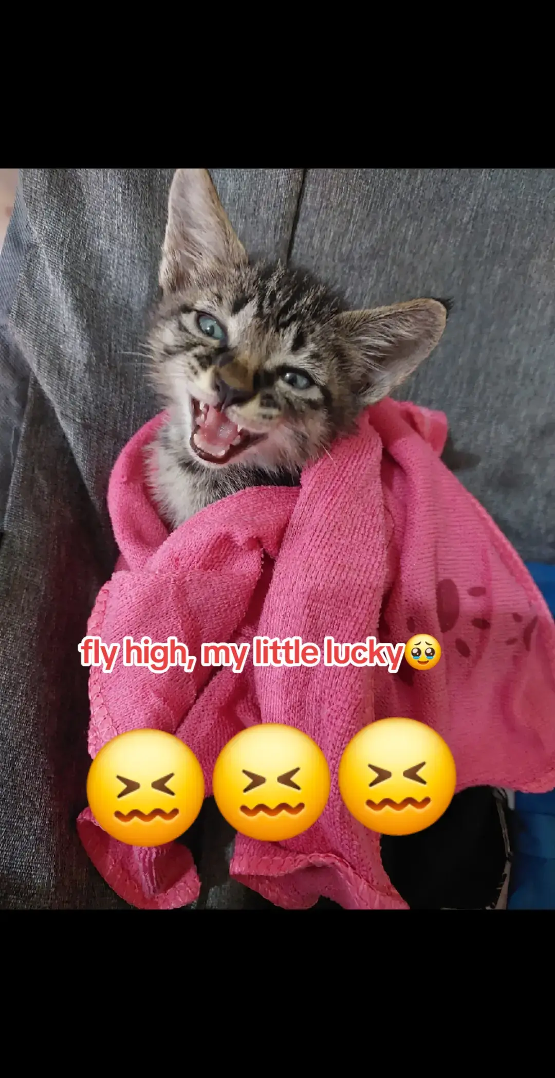 my little lucky fly high