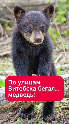 По улицам Витебска бегал… медведь!  #медведь #витебск #город #животные #необычно #смешно #природа #новости #беларусь 