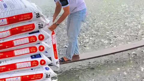 Chỗ anh chị nay được bao nhiêu ngày rồi 🥹#CJGALAXY #catragionghongngu #thucanthuysan 