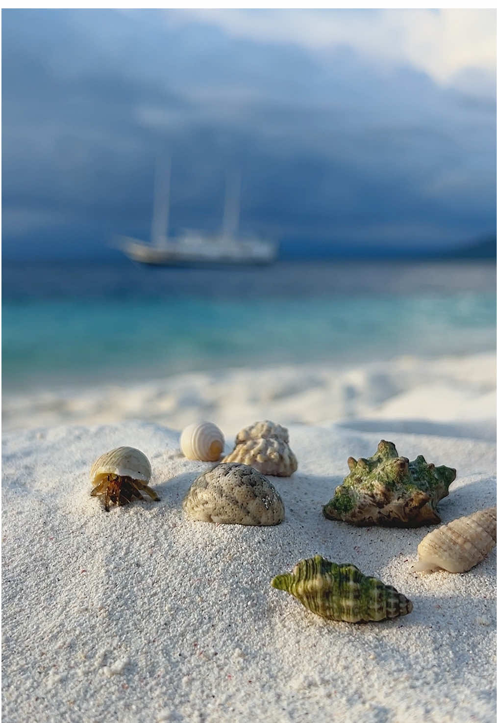 Kelomang 🐚🐌 #fyp 