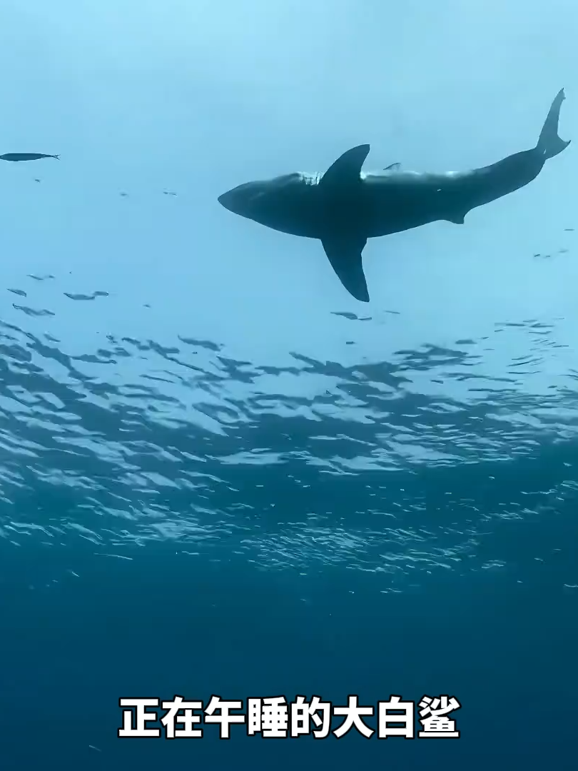 虎鲸#MotherNature #WildlifeMoments #AnimalStories #NatureStory #AnimalFacts #WildlifeAwareness #NatureNarration #HorseshoeCrab #BlueBlood