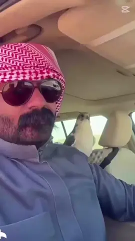 #شبيطه_الرمله_الربع_الخالي_ 