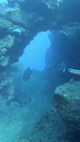 Spearfishing big fish GT  #spearfishing #fishing #fishinglife #fishingtiktoks 