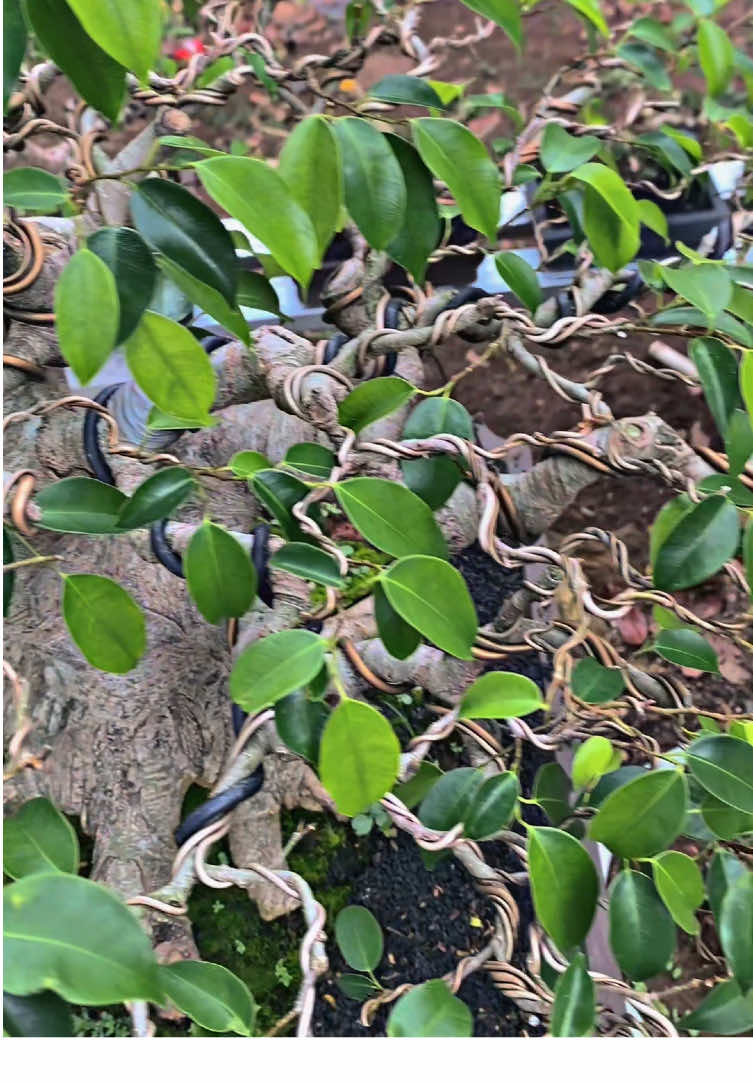 Benjamin #bonsai #small #fyp #bonsaitree #lampung 