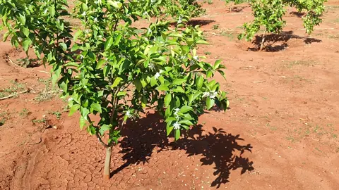 Citrus fragrance in the air at MUNDANI FARMS. #agriculture #farming #Pixieoranges 