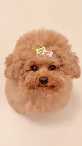 #cunyeu #fyp #cute #poodle #bunquystoc 