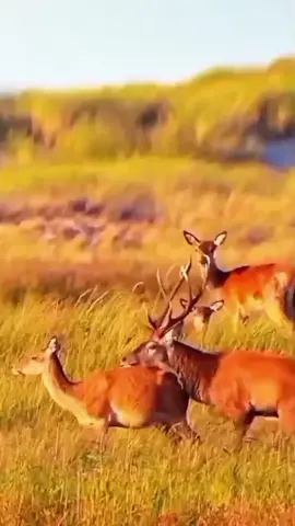 Deer meeting Part/108 #usa🇺🇸 #unitedstates #animaladventures #fypシ゚viral #foryoupage 