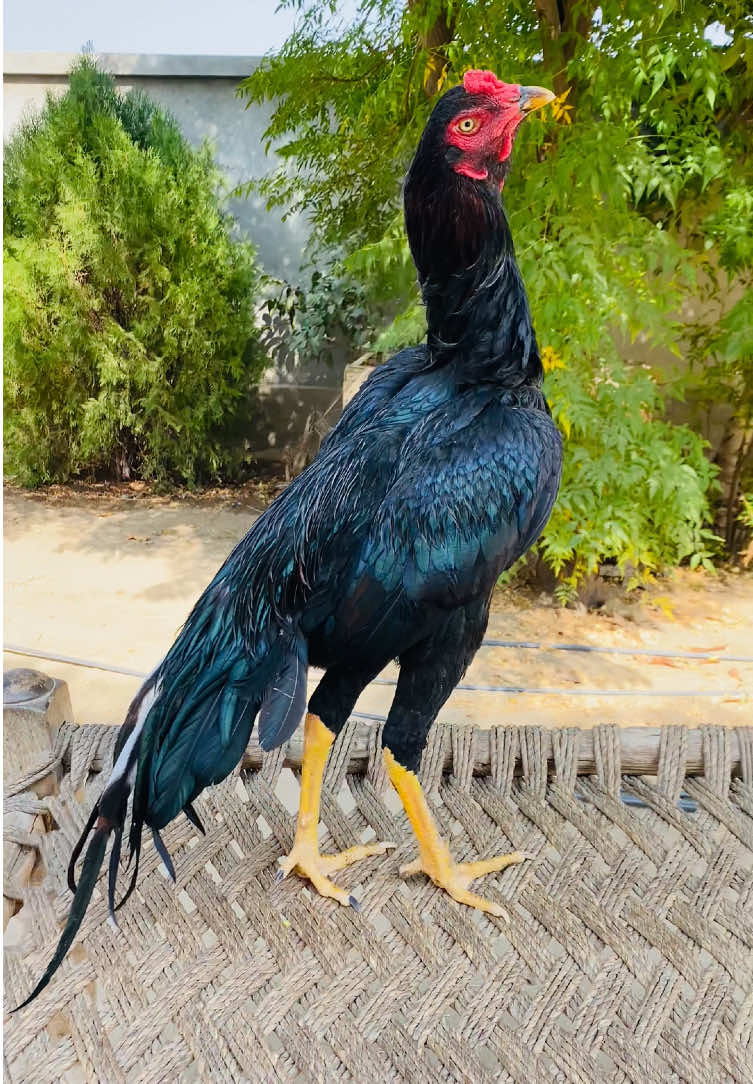 Mianwali Aseel Murgha #mianwaliaseel #aseelvideo #aseelsetup #aseelfarm #lasaniaseel #entertainment 