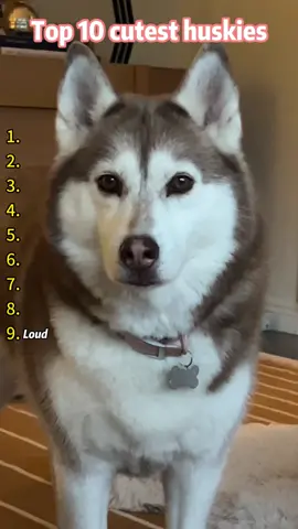 The fluffy and adorable husky is irresistible 😍💘 #funnydog #dog #dogsoftiktok #husky #usa
