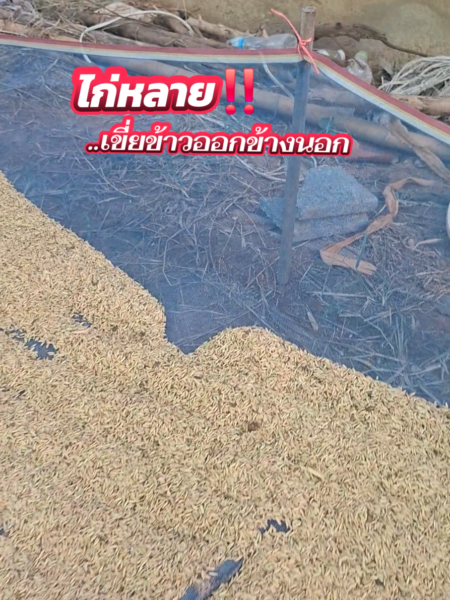 #คาวีรีวิว #ผ้าลาน #มุ้งตากข้าว #ตากข้าว #เกี่ยวข้าว 