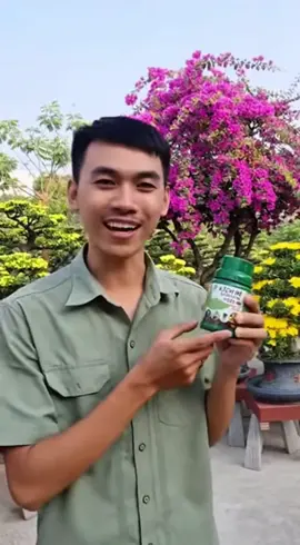 Kích Rễ Cực Mạnh TC01 - Chuyên dùng cho mai vàng, cây cảnh, rau màu, bonsai #kichre #kichretc01 #vtnn #xuhuong #muataitiktok 