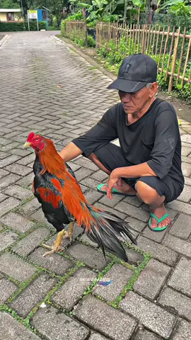 Dulu kembar tiga sekarang tinggal satu 🧡 #anwarfarmngawi #anwarfarm #bangkokklasik 