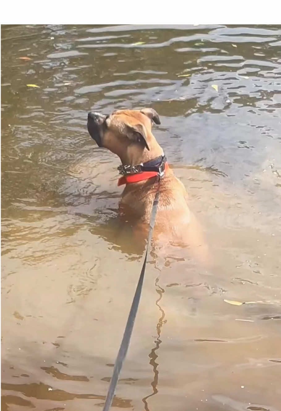 Stupid dog #funnyvideos #satisfying #funny #pet #fyp 