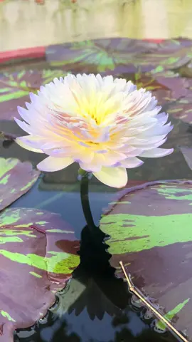 Đẹp say mê 🥰 ❤️😘#xuhuonhtiktok #xuhuong #binhduong #hoasung 