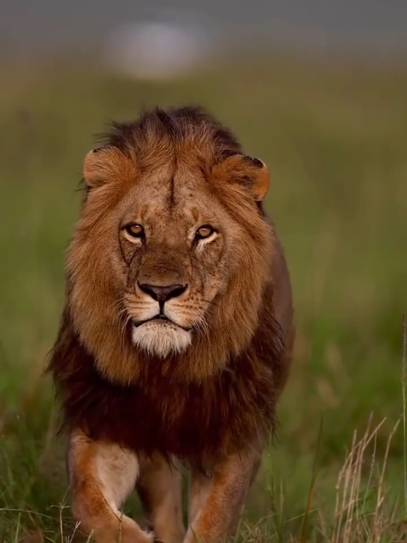 رسالتي الى إبليس... الأمور هنا تسير كما تريد بل وأفضل #عباراتكم_الفخمه📿📌 #خواطر #عبارات #اقتباسات #اقتباسات_عبارات_خواطر 