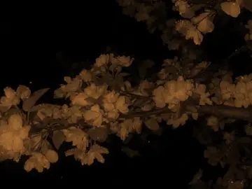 الفَاگدْ عزَيرُ الْــــــــــــــرُوحَ شَينيٌمه بالَيلْ ..🎧🤎 . . . . . . . . . . . . . . . . . . . . . . . .. . . . . . . . . . . . . . . . . . . . . . . .. . . . . . . . . . . . . . . . . . . . . . . . #علي_الساعدي #السلام_عليك_يااباعبد_الله_الحسين #تصميم_فيديوهات🎶🎤🎬 #قصائد #quran 