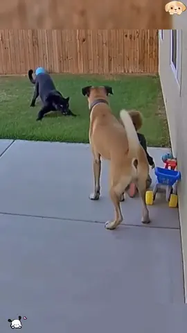 Dogs and babies are good friends 🥰❤️#dog#baby#tiktok #fyp #usa 