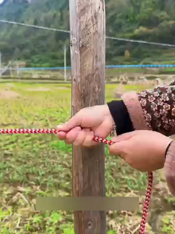 【別格の豚足結び！】木に一巻きして輪から通し締める，簡単堅固，固定超便利！  #ロープ結びスキル #固定コツ #生活実用