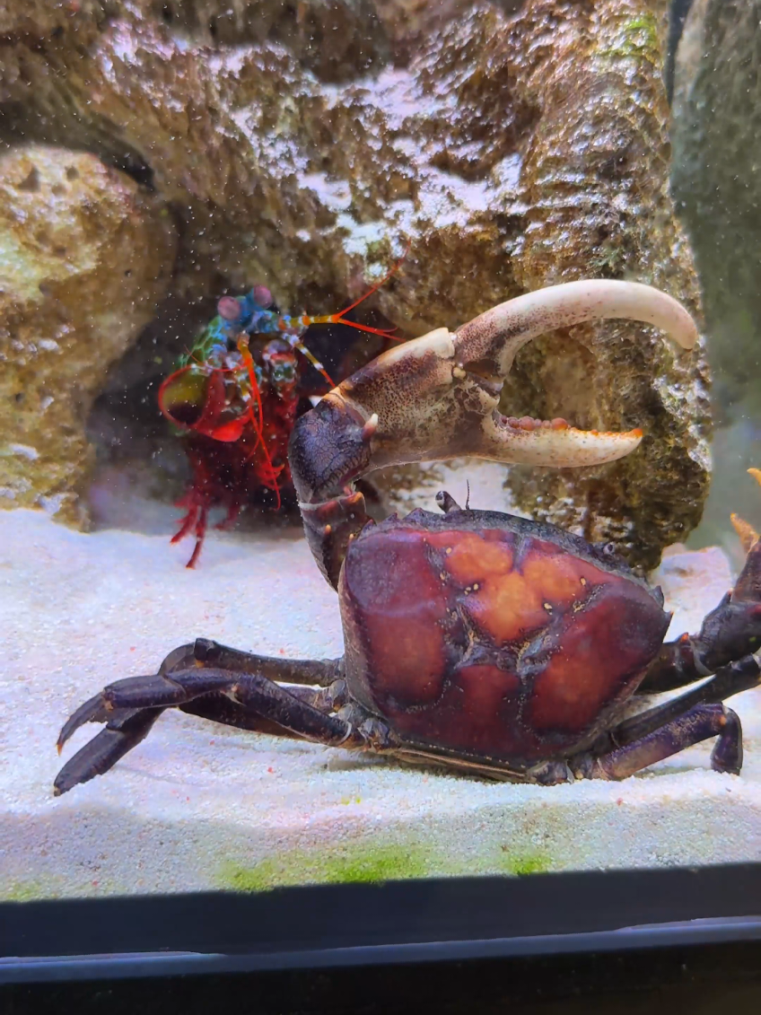 Mantis shrimp vs Hard-Shelled Crab 🦀 