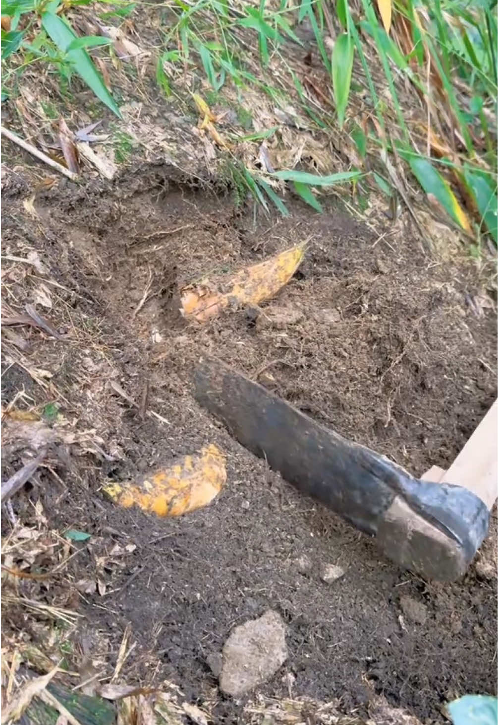 Được mấy cây măng ko đủ chia anh em😆#mangtaybac #mangvaungot #taybacvietnam 