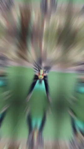 Yêu Thi Hạnh Phúc💕,Kết Thúc Thì Lại Đau…💔    #xuhuongtiktok #AnhToiNgay 