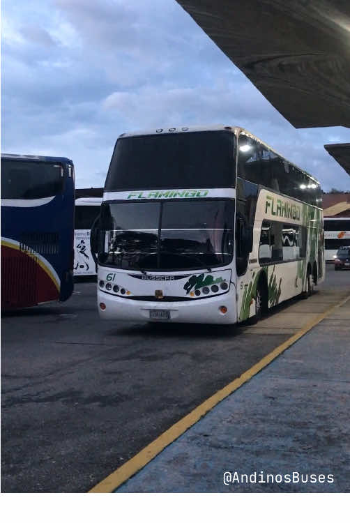 Autobuses de Venezuela 🚍🇻🇪 En esta oportunidad te mostramos Dos Imponentes Busscar Panorámico DD bajo el Chasis Volvo B12R💎🚀 El Primero de Expresos Flamingo y su mítica pintura 🟢 y El Segundo de Líneas de Los Andes bajo el Nro 5060 ⚪️ #autobusesdevenezuela #venezuela #tachira_venezuela🇻🇪 #clasiconacional #buses 