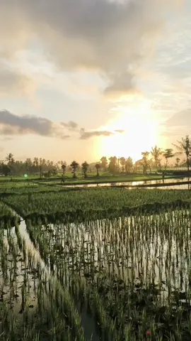 pulangnya para pejuang keluarga dari tengaj sawahnya #sunset #alam #nature #alampedesaan #sawah 