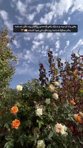 🤎🤲🏻 #zaxo_duhok_hewler_slemani_hawler #nergzbarzani3 #tiktok #soran #foryou 