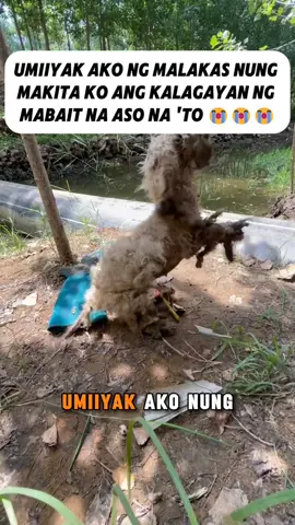 Effective at cost-efficient na paraan para gamutin ang fungal infection at pangangati ng mga pets na hindi gustong ipaalam ng mga vet clinics sa'yo. *G24 #pet #FleaRemover 