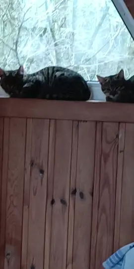 #tiktoklive #livehighlights