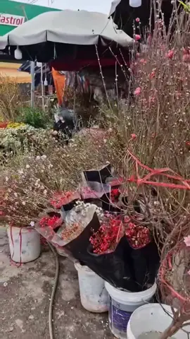 Mn đi làm về chạy qua mua ít hoa đi ạ#tết2018 