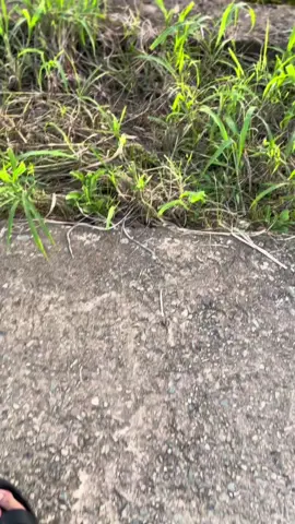 ☺☺#foryoupage #rxking # 2strokekalimantan 