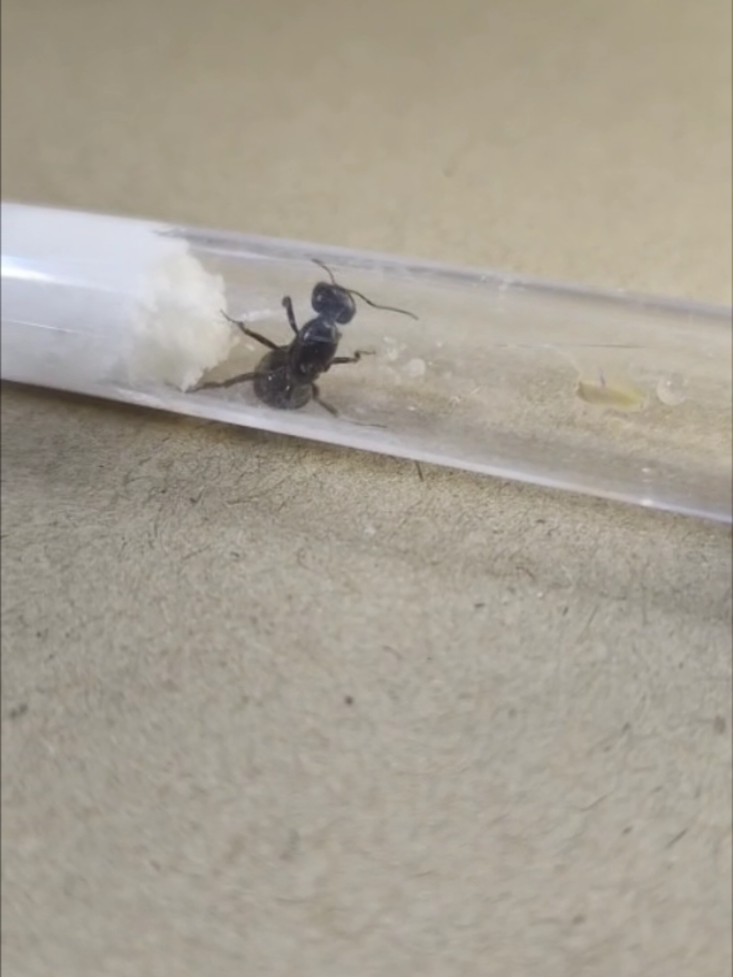 عميل طلب نمل كيف نجهز له ؟