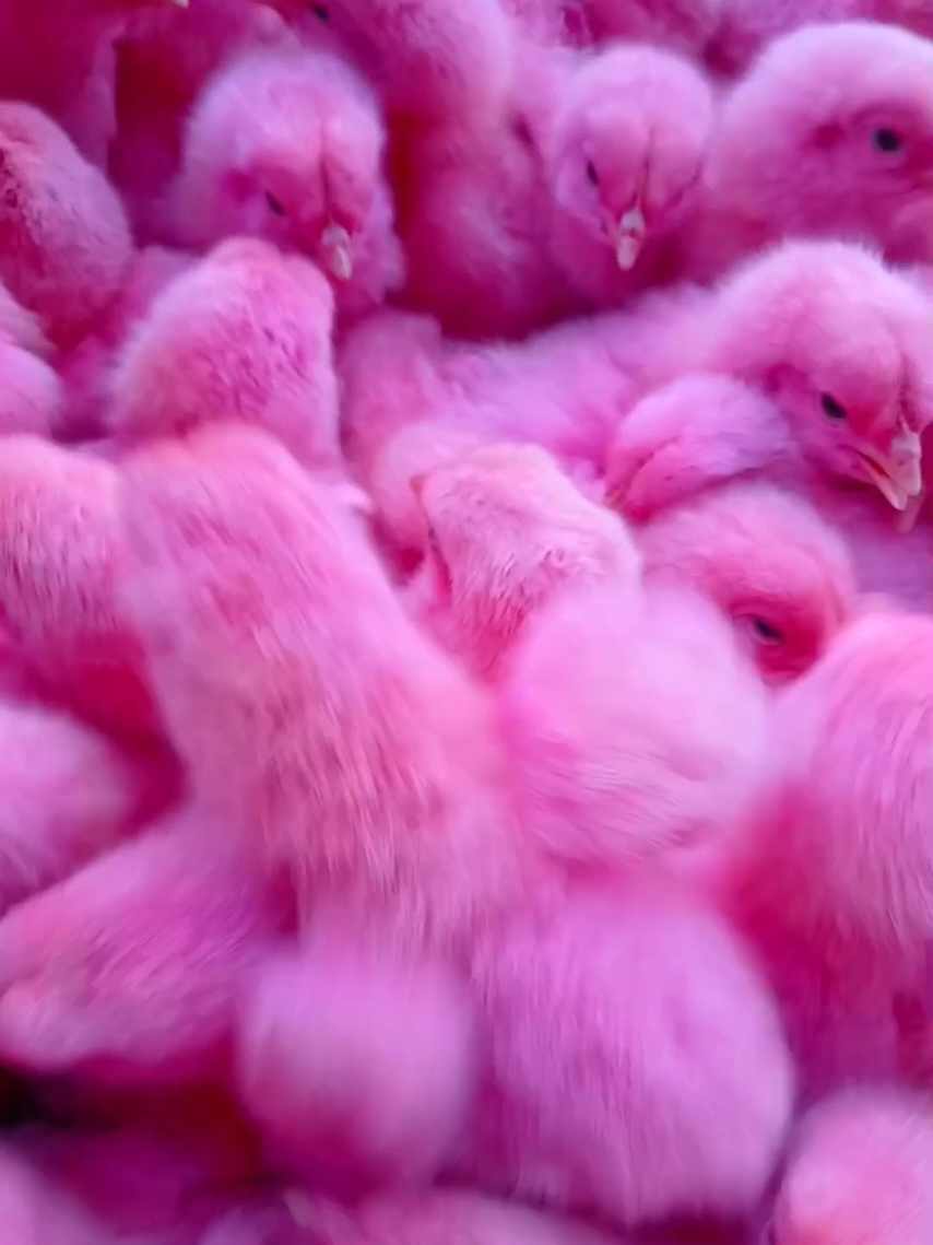 cute Colorful Chicks  #cute_animals #Chicks  #Colorful_Chicks #colors_Chicks 