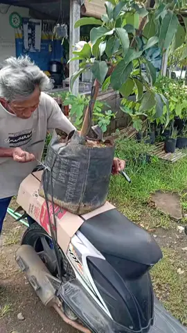 bibit alpukat aligator