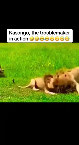 Kasongo, the troublemaker in action#kasongoyeyeyoriginal #kasongo #kasongoyeye #funnyanimals #kasongoyeyey 