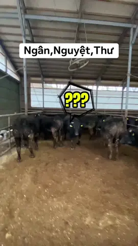 Đây là bộ 3 tam sơn , cây đinh ba huyền thoại …#toidayne97 #xuhuong 