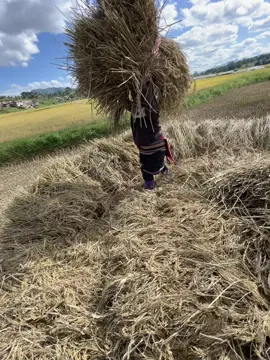 #ပဵၼ်လုၵ်ႇၸဝ်ႈႁႆႈၸဝ်ႈၼႃးၵူၺ်းၼႃ🌾🌾🌾 #🐉ၽၢၵ်ႇတိတ်းတၢမ်းၽွင်ႈၶ💗 #