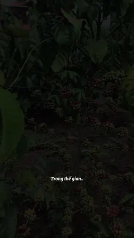 #CapCut #caphe #gialai cà phê GiaLai đag hái dần, chổ mọi người đã hái chưa 