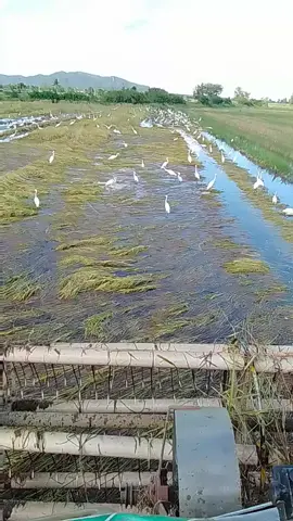 กลับบ้านกูอยากกลับบ้าน🌾😆#รถเกี่ยวข้าวหนองกลับ🌾❤️‍🔥 #ทีมงานนายเดชา❤️‍🔥🌾 #ทุ่งเสลี่ยม #fyp #ฟีดดดシ 