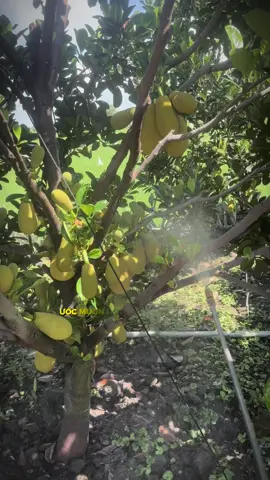 Làm bông mít ruột đỏ indo vậy có đạt chưa ạ  #66đồngtháp #mitruotdoindo #lambongmitindo 