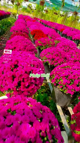 Cúc mâm xôi Hàn Quốc cho Festival SaĐec..#Tết 