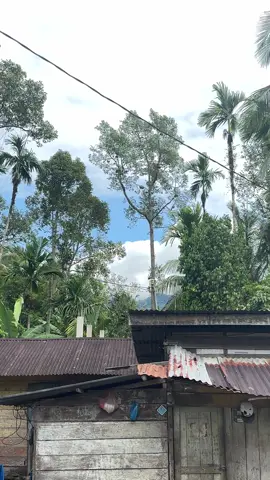 Hek ku kumiet boh drin hana rheut rheut #tangse #durentangse #duriantangse #durian #durianlover 